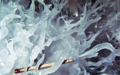 The Secret Architects of Helictites: How Microbial Life Shapes Cave Formations